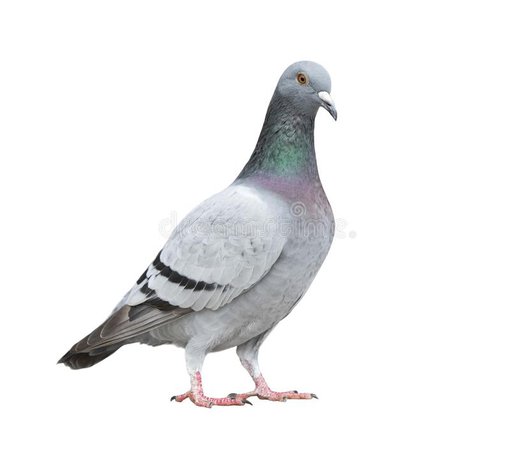 pigeon – Recherche Google