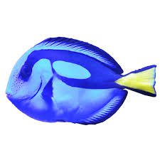 blue fish transparent background - Google Search
