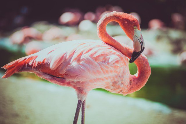 Free stock photo of Flamingo - Reshot