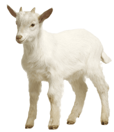 White Goat PNG Picture | PNG Mart
