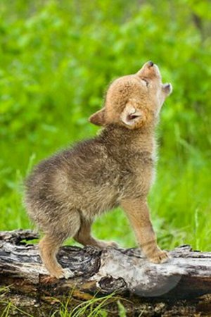 wolf cub