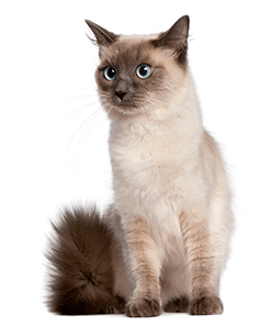 Semi Long Hair Cat Breeds. Which Cat is Right for You? Pets at Home Cat Care Advice