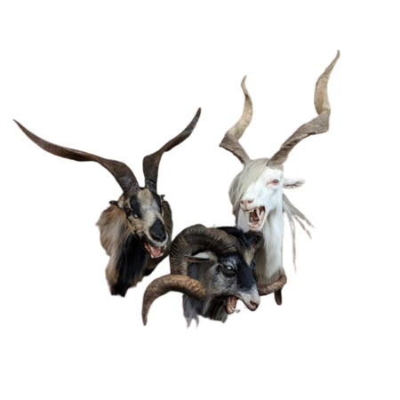 carnivore goats taxidermy
