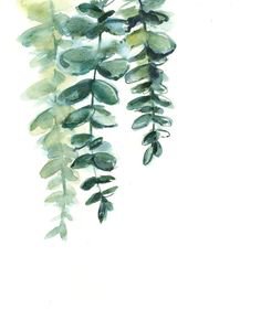 green eucalyptus vector