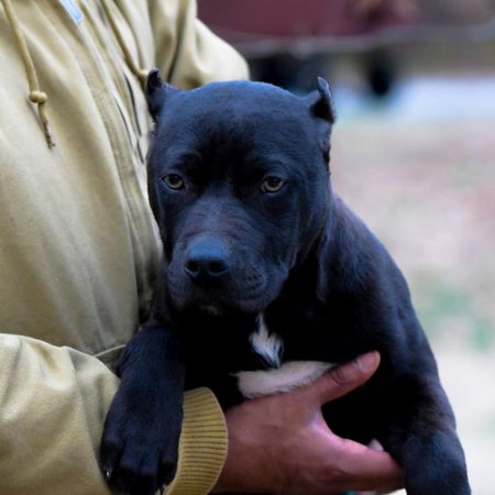 Black Pitbull Puppy Dog
