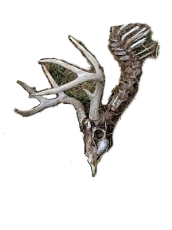 deer skeleton antlers cottagegore dark aesthetic