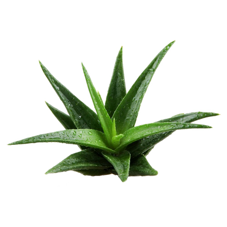 Plant PNG File | PNG Mart