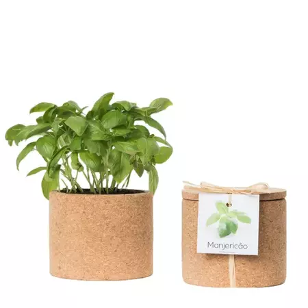 Basil herb grow cork pot