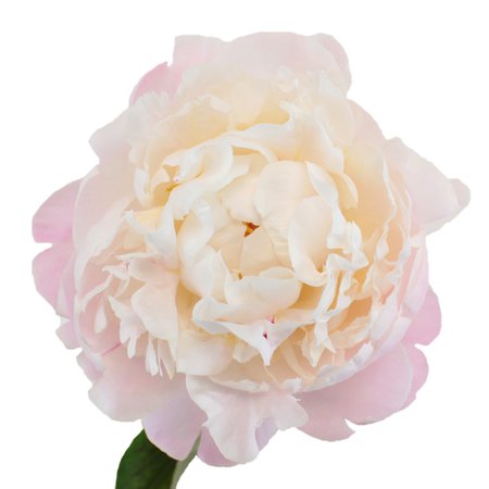 Gardenia Blush Peony Flower November Delivery | FiftyFlowers