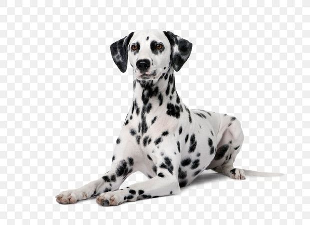 dalmatian dog png - Google Search