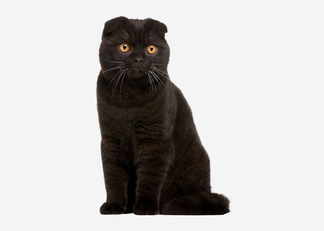 scottish black cat - Google Search