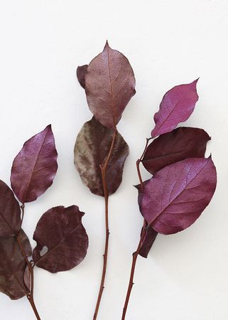 Purple Preserved Salal | Natural Leaves & Grasses at Afloral.com