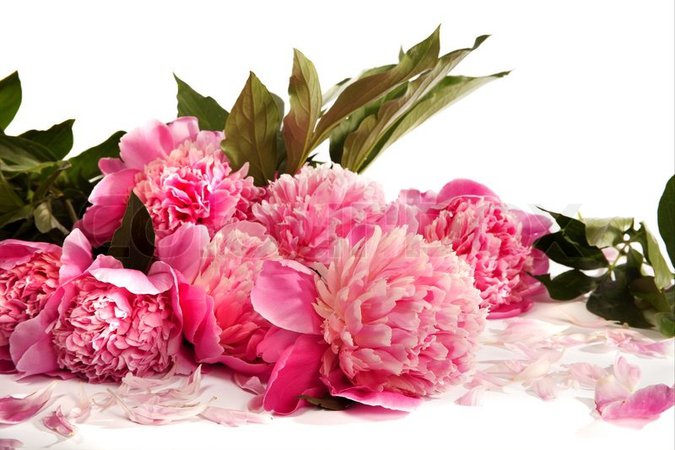 Bouquet of pink peonies on a white ... | Stock image | Colourbox