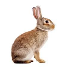 rabbit no background - Google Search