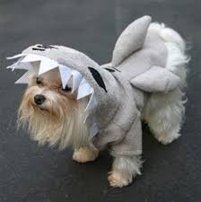 dog in a shark costume - Google Search