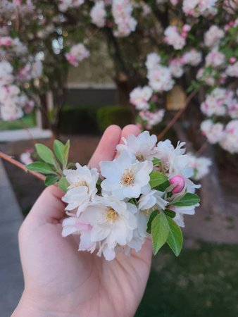 Blossom cherry 🌸 🌼 🍒