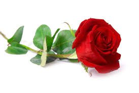 red rose - Google Search