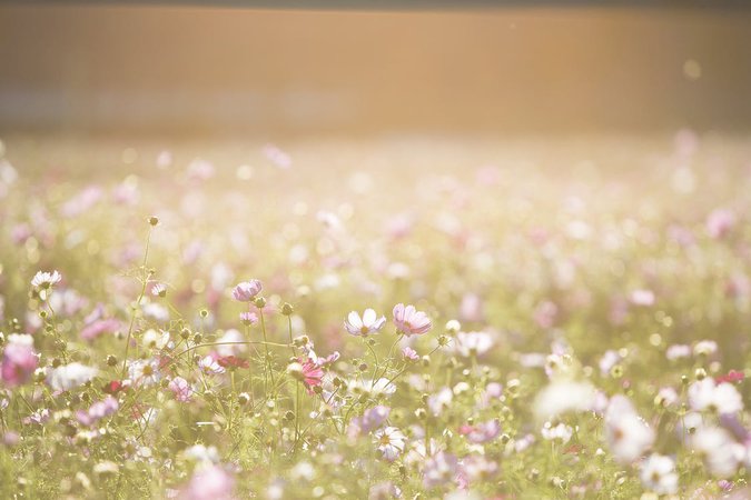 Pink and Purple Flower Field · Free Stock Photo