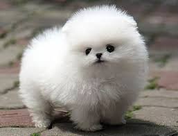 dog fluffy small - Google Search