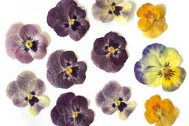 midsommar flowers - Google Search