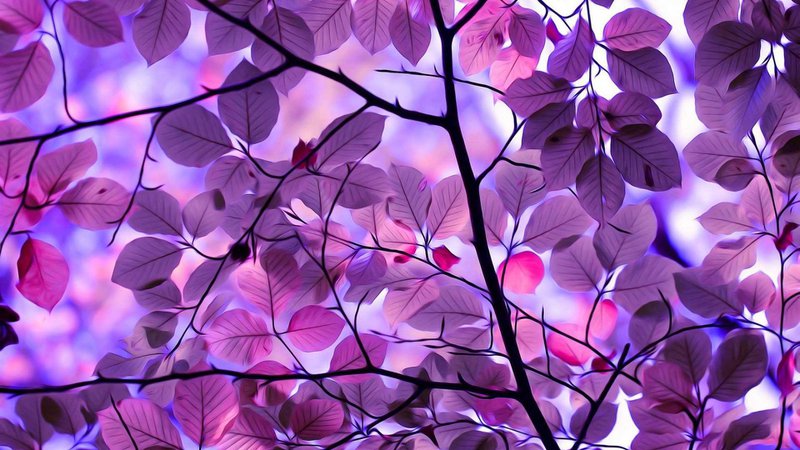 purple fall leaves - Google Search