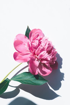 photo of pink petaled flowers photo – Free Flower Image on Unsplash