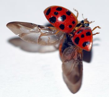 Open Ladybug Wings