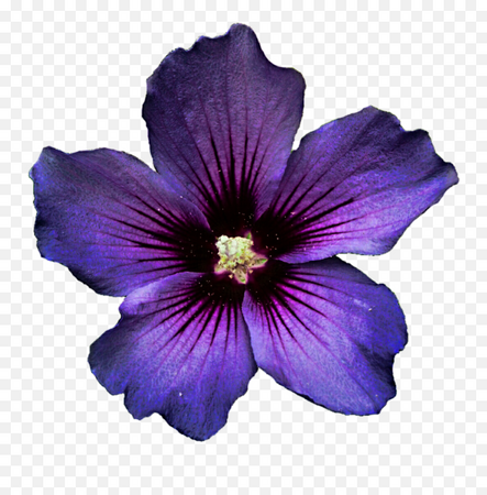 real flower clipart - Google Search