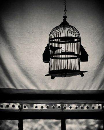 birdcage aesthetic