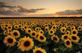 sunflower field - Google Search