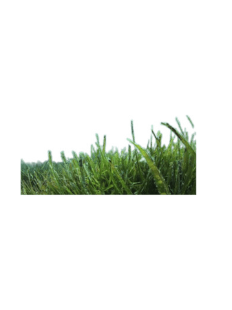 underwater plants seaweed water backgrounds