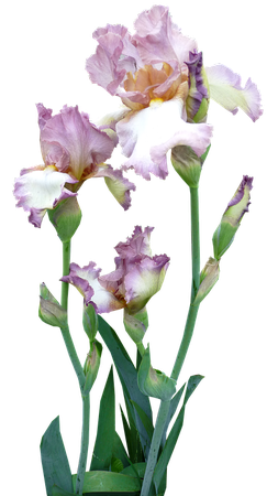 Lavender Iris Stalks