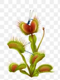 venus flytrap png - Google Search