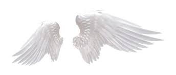 white wings