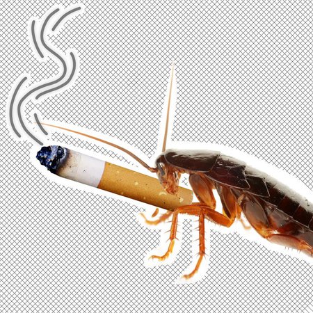 cockroach chuffin a fat dart