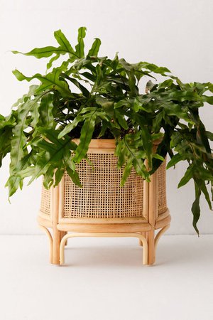 Rattan 12" Planter | Urban Outfitters