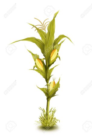 corn stalk - Google Search