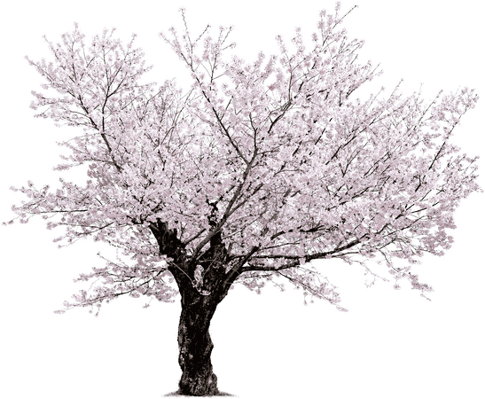 spring tree - Google Search