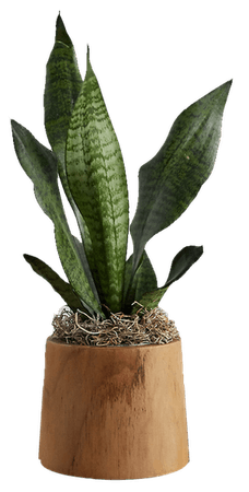 Snake Plant, Teak Wood Pot | Decorist