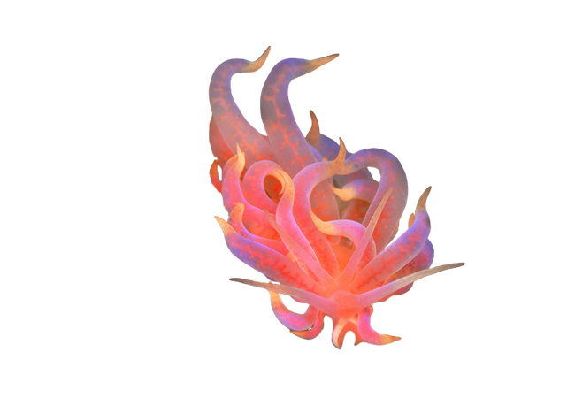 nudibranch sea snail