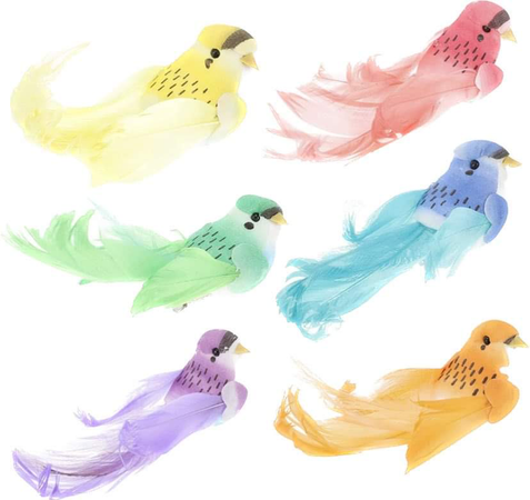 rainbow birds
