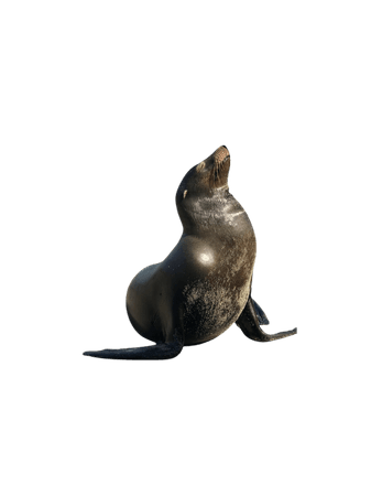 seal animals