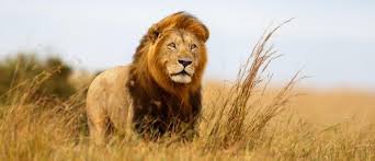 safari africa lion -