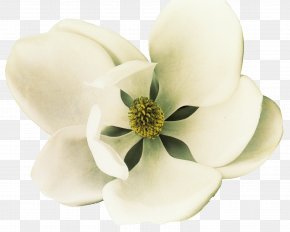 Southern Magnolia Euclidean Vector Magnolia Denudata, PNG, 1417x1417px, Southern Magnolia, Blossom, Branch, Cherry Blossom, Concepteur Download Free