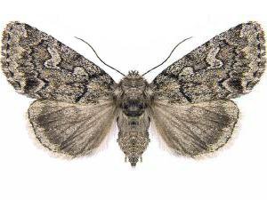 Moth Photographers Group – Cosmia elisae – 9814.1