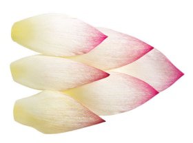 Lotus Blossom Petals