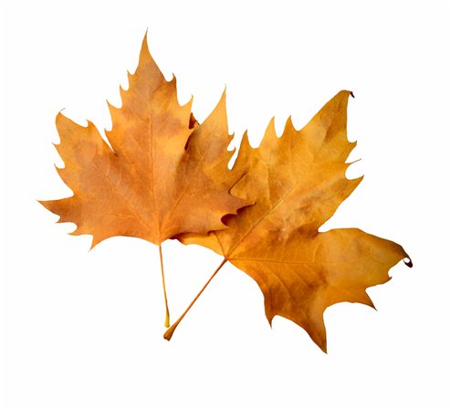 leaves fall - Google Search
