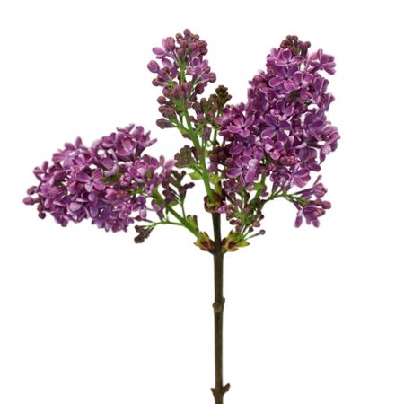 Premium Purple Lilac Flower | FiftyFlowers.com