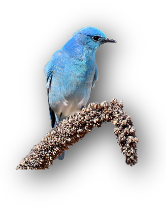 blue bird animals birds pretty
