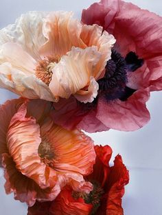 Burgundy peony - very seasonal - spring | Botanical flowers, Peony flower tattoos, Peony colors